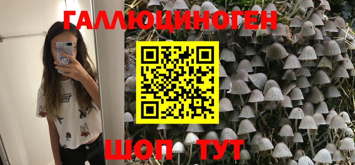 Псилоцибиновые грибы Psilocybine cubensis Волжский